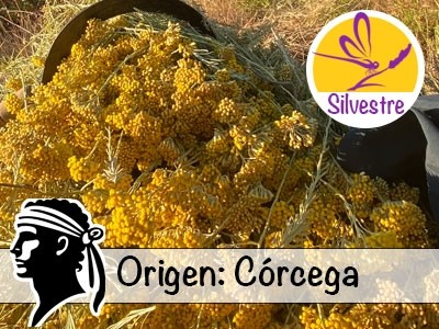 Organic Immortelle Essential Oil - Corsica