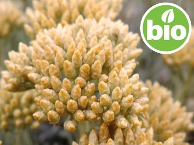 Organic Helichrysum Picardii Essential Oil