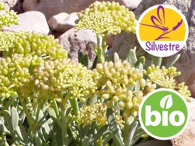 Wild and Organic Rock Samphire Essential Oil