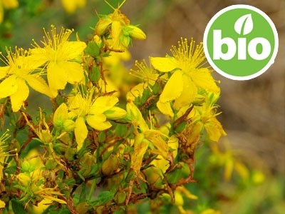 Organic St John's Wort Essential Oil