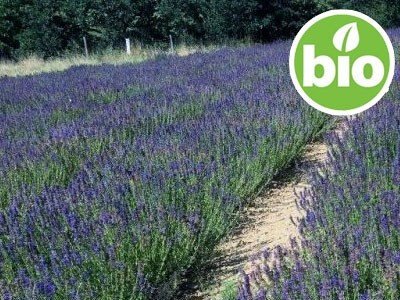 Organic Hyssop Officinalis Essential Oil