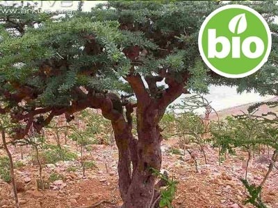 Organic Frankincense Neglecta Essential Oil