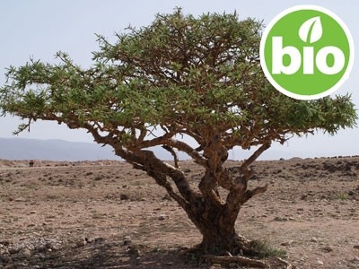Organic Indian Frankincense Essential Oil