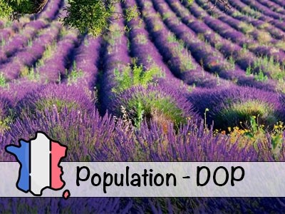 Organic Provence Lavender Essential Oil