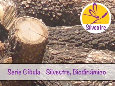 Buddha Wood Essential Oil