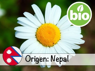 Organic Blue Chamomile Essential Oil