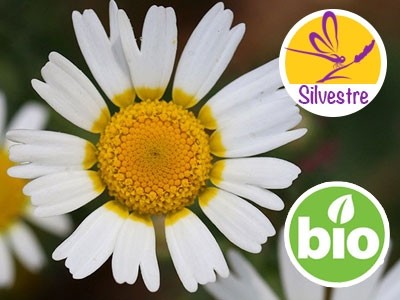 Organic Wild Moroccan Chamomile Essential Oil