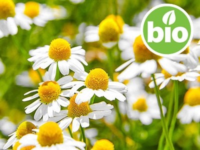 Organic Roman Chamomile Essential Oil