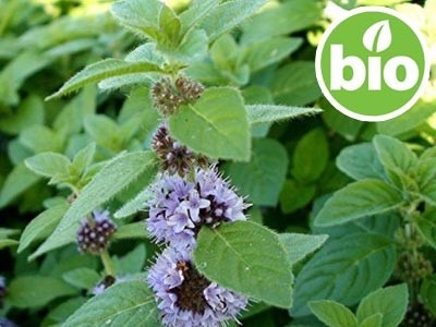 Organic Menta Arvensis / Field Mint Essential Oil