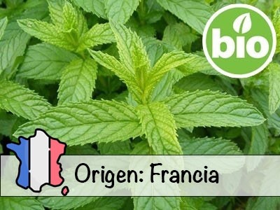 Organic Peppermint Essential Oil - France