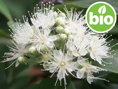 Lemon Myrtle Essential Oil Ct. Citral - Wild and Organic