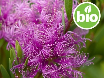 Organic Honey Myrtle Essential Oil