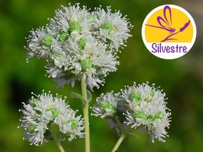 Wild Rouvanos Oregano Essential Oil