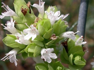 Oregano Virens Essential Oil