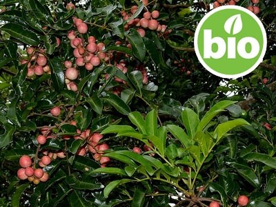 Australian Mahogany or Rosewood Essential Oil