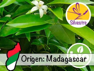Organic Mandarin Petitgrain Essential Oil