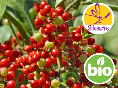Wild and Organic Brazilian Pepper Tree Essential Oil