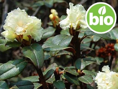 Wild and Organic Rhododendron Essential Oil