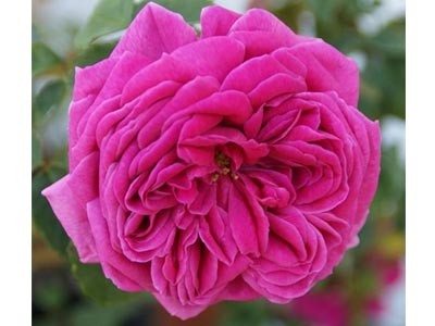 Bourbonia Rose Essential Oil