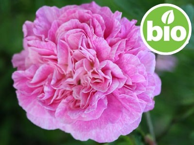 Organic Afghan Rose Essential Oil