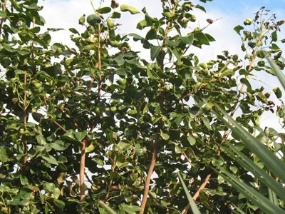 Amyris / False Sandalwood Essential Oil
