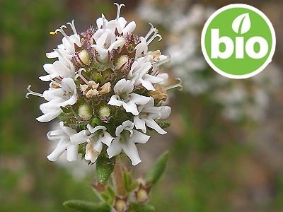 Organic Lemon Thyme Essential Oil / Coarse Thyme