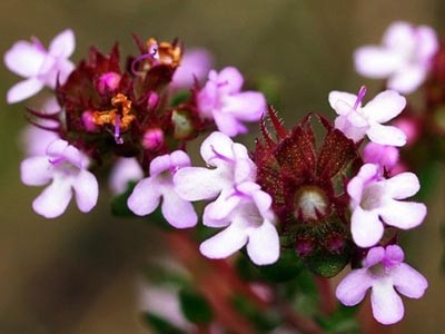 Organic Thyme Thymol Hydrolat