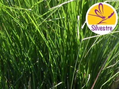Golden Vetiver Essential Oil - Wild