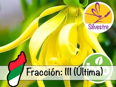 Ylang Ylang III Essential Oil - Wild Organic