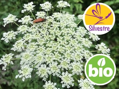 Organic Wild Carrot Essential Oil - Ct. Geranyl Acetate