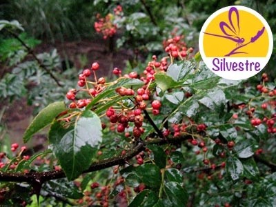 Zanthoxylum Essential Oil - Wild