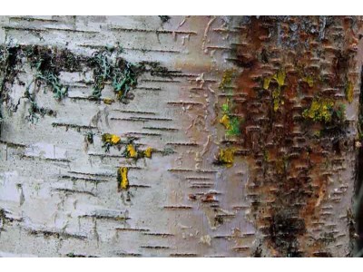 Birch Tar Essential Oil