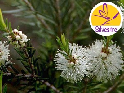 Australian Tea Tree Essential Oil - Wild