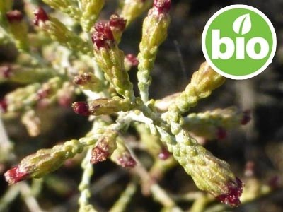 Organic White Artemisia Essential Oil - Camphor Chemotype