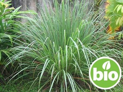 Organic Java Citronella Essential Oil