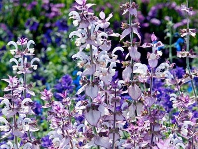 Clary Sage Essential Oil - Salvia sclarea