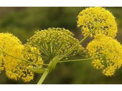 Galbanum Essential Oil