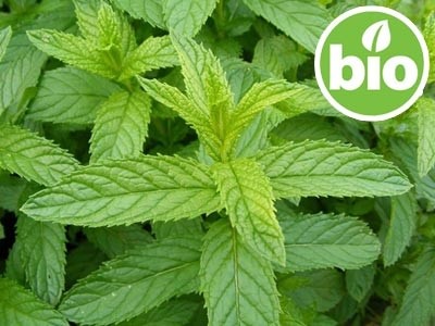Organic Peppermint Essential Oil