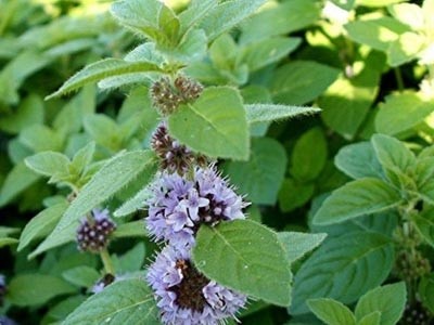 Mentha Arvensis Essential Oil - Mentha arvensis
