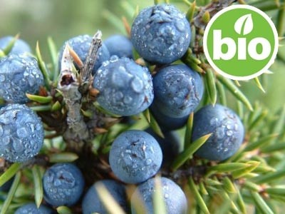 Organic Juniper Essential Oil - Berries and Branches