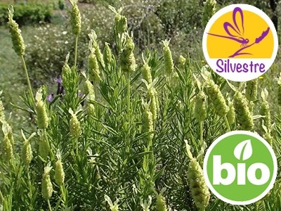 Wild and Organic Green Lavender Essential Oil
