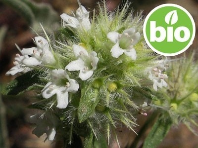 Wild Organic White Thyme Essential Oil