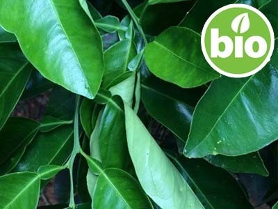 Organic Bitter Orange / Bigarade Petitgrain Essential Oil