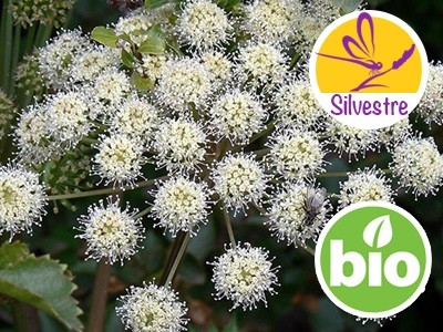 Wild Organic Angelica Root Essential Oil