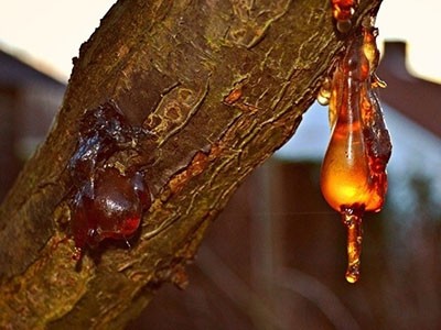 Benzoin Essential Oil in Castor Oil - Wild