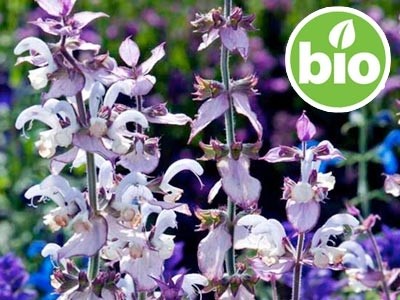 Organic Clary Sage Essential Oil