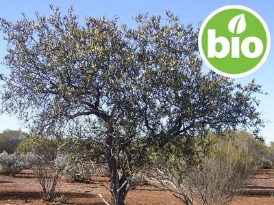 Organic Sandalwood Spicatum Essential Oil
