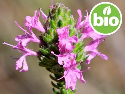 Organic Spanish Oregano Essential Oil (Carrasqueño Thyme)