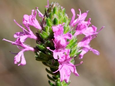 Spanish Oregano Essential Oil (Carrasqueño Thyme)