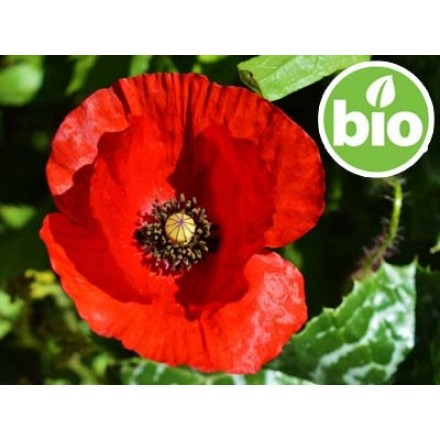 Organic 1st-press Poppy Seed Oil